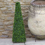 Boxwood Topiary Obelisk - 60cm