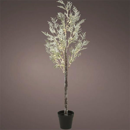 Picture for category Small Christmas Trees
